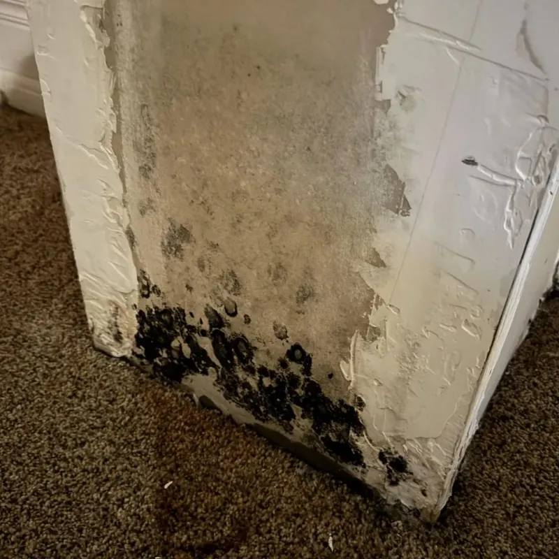 Professional Mold Removal in Adrian, MO